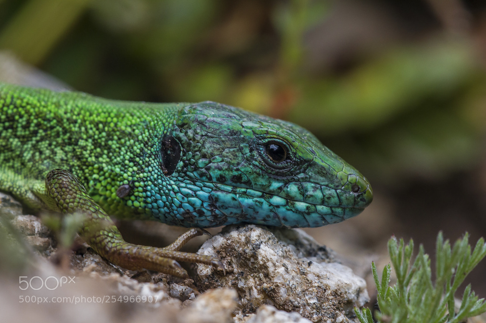 Canon EOS 700D (EOS Rebel T5i / EOS Kiss X7i) sample photo. Green lizards, lacerta viridis photography