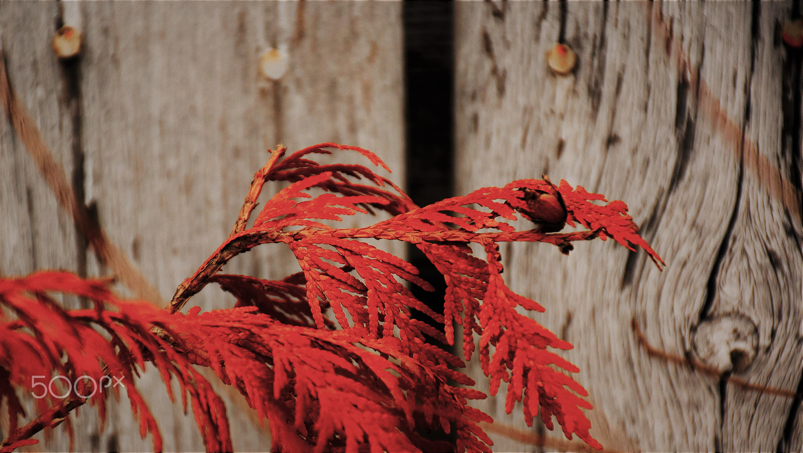 Nikon D5500 sample photo. Vegetation red...ish photography
