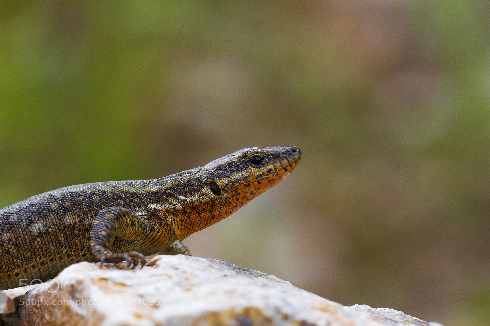 Canon EOS 700D (EOS Rebel T5i / EOS Kiss X7i) sample photo. Anatolian rock lizard photography