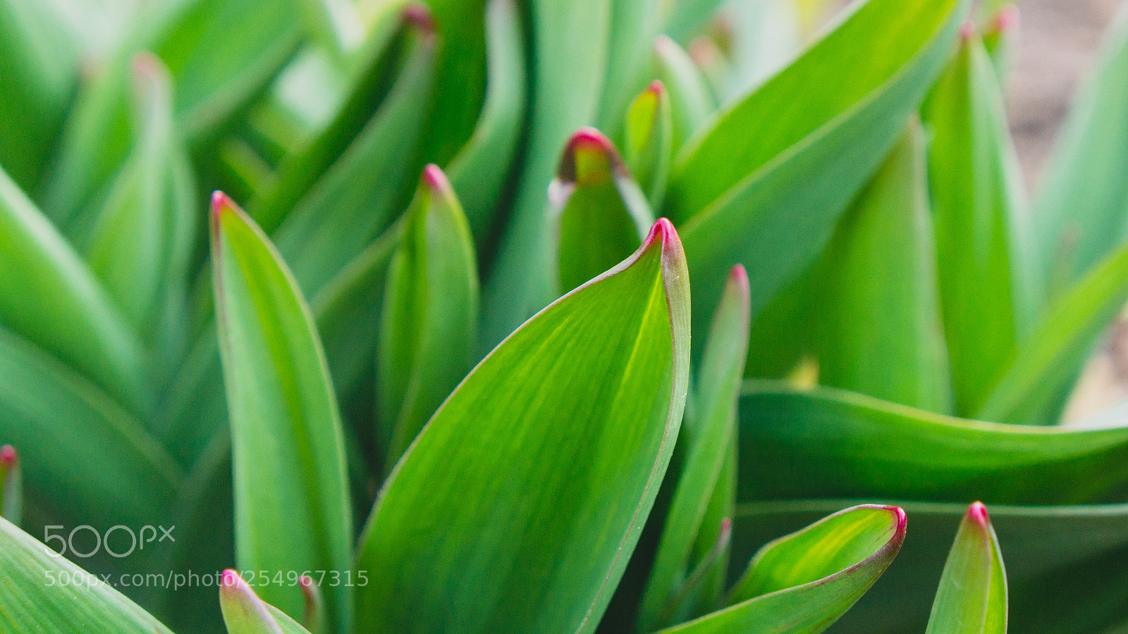 Sony Alpha NEX-7 sample photo. Untitled photography
