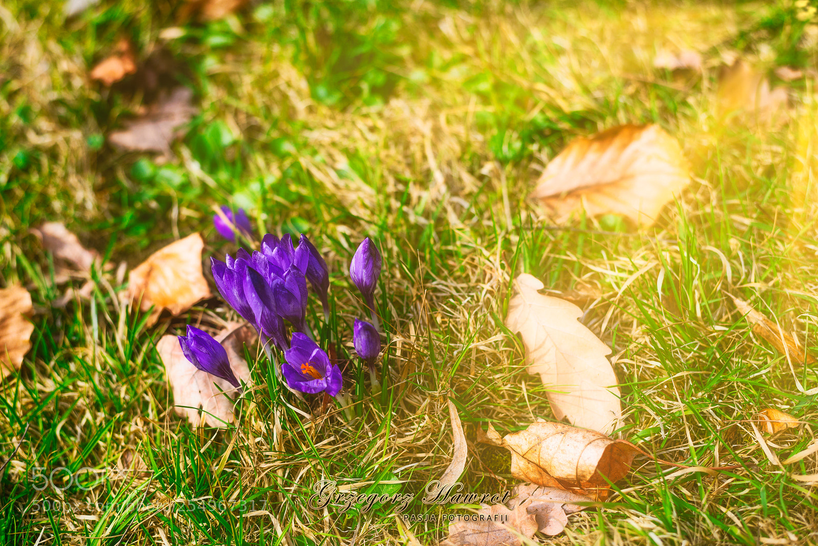 Nikon D800 sample photo. Pomi tolone krokusiki park photography
