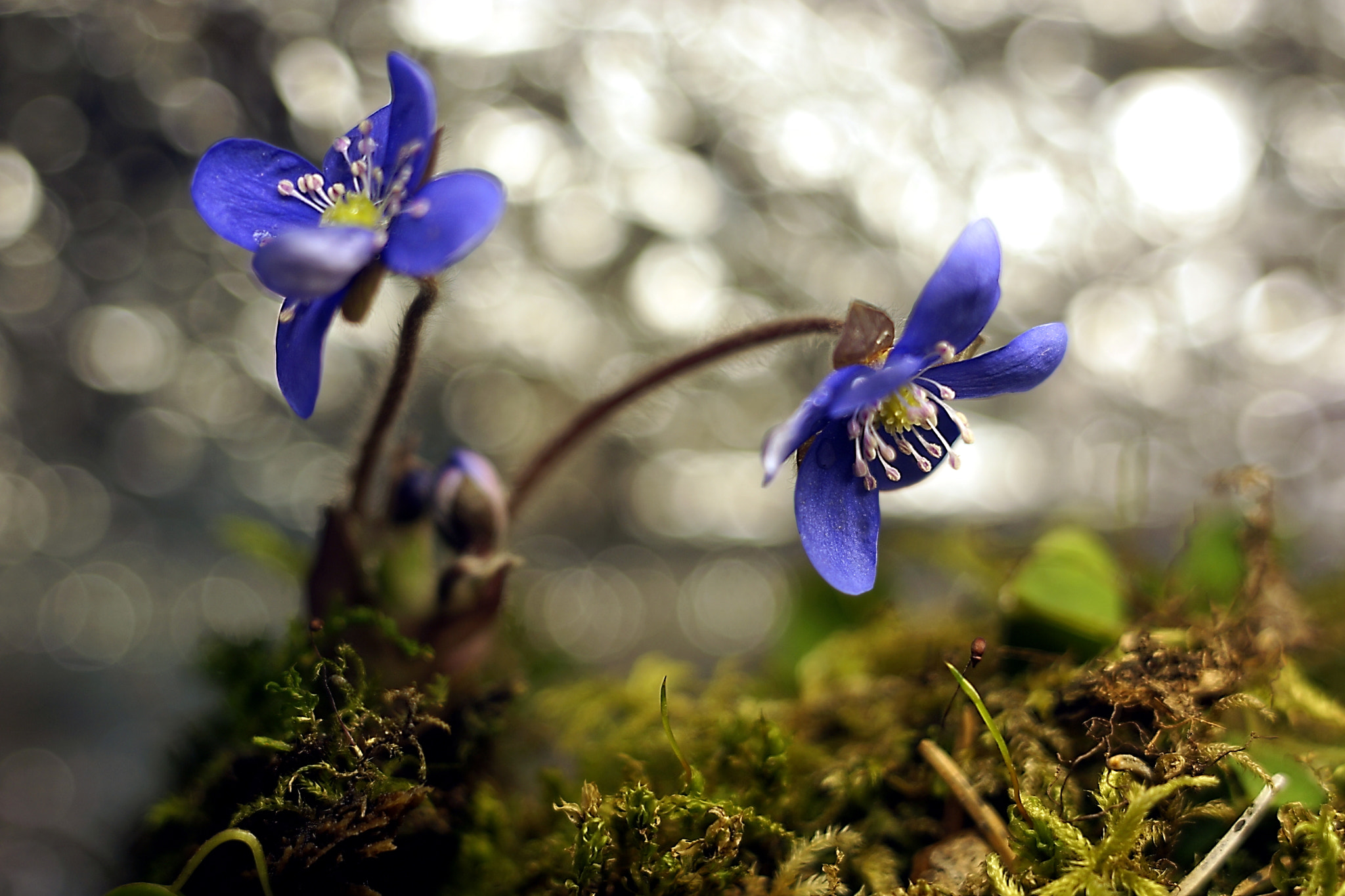 Sony SLT-A65 (SLT-A65V) + Minolta AF 50mm F1.7 sample photo. подснежники photography