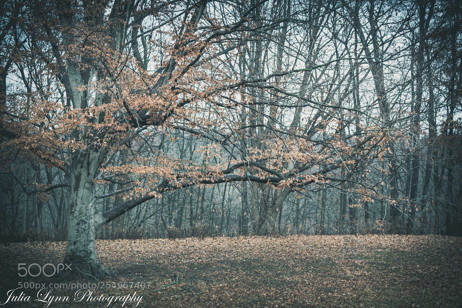 Nikon D3300 sample photo. Beyond photography
