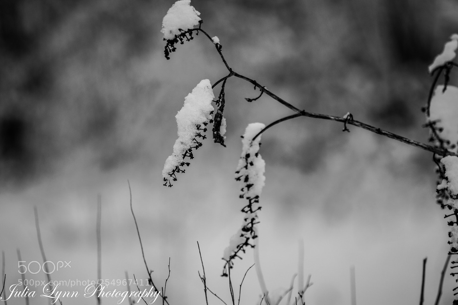 Nikon D3300 sample photo. In bloom photography