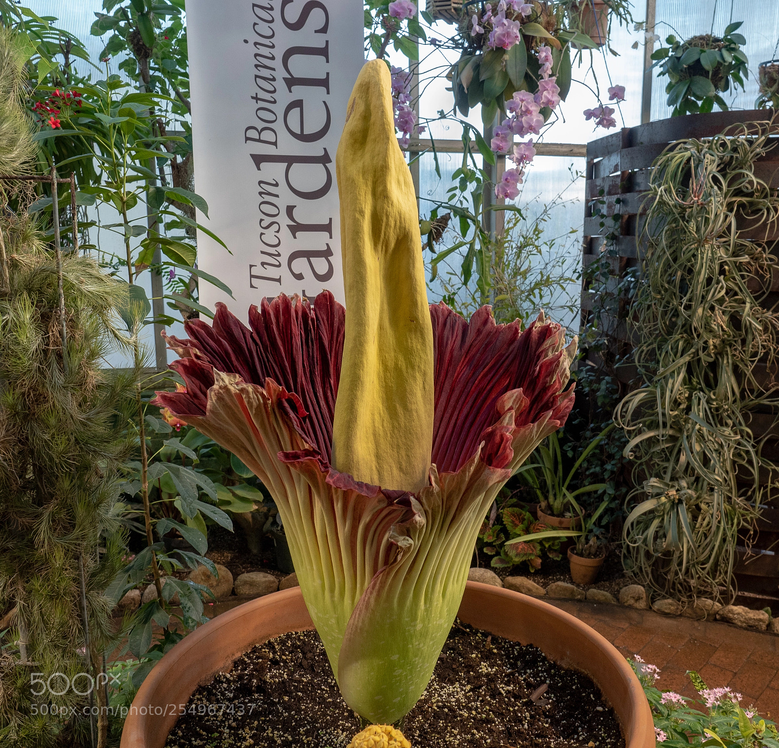 Olympus OM-D E-M5 II sample photo. Corpse flower amorphophallus titanum photography