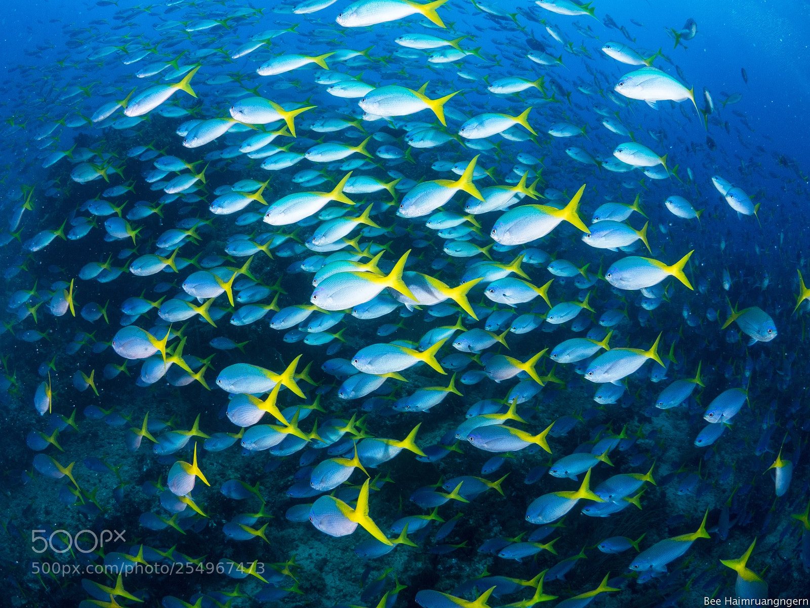 Olympus OM-D E-M10 sample photo. Amazing schooling fish at photography