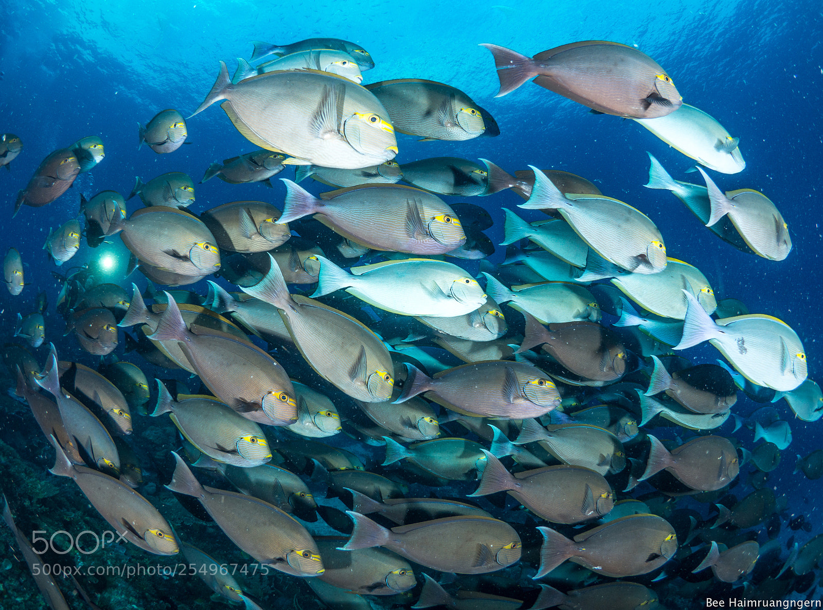 Olympus OM-D E-M10 sample photo. These fish could change photography