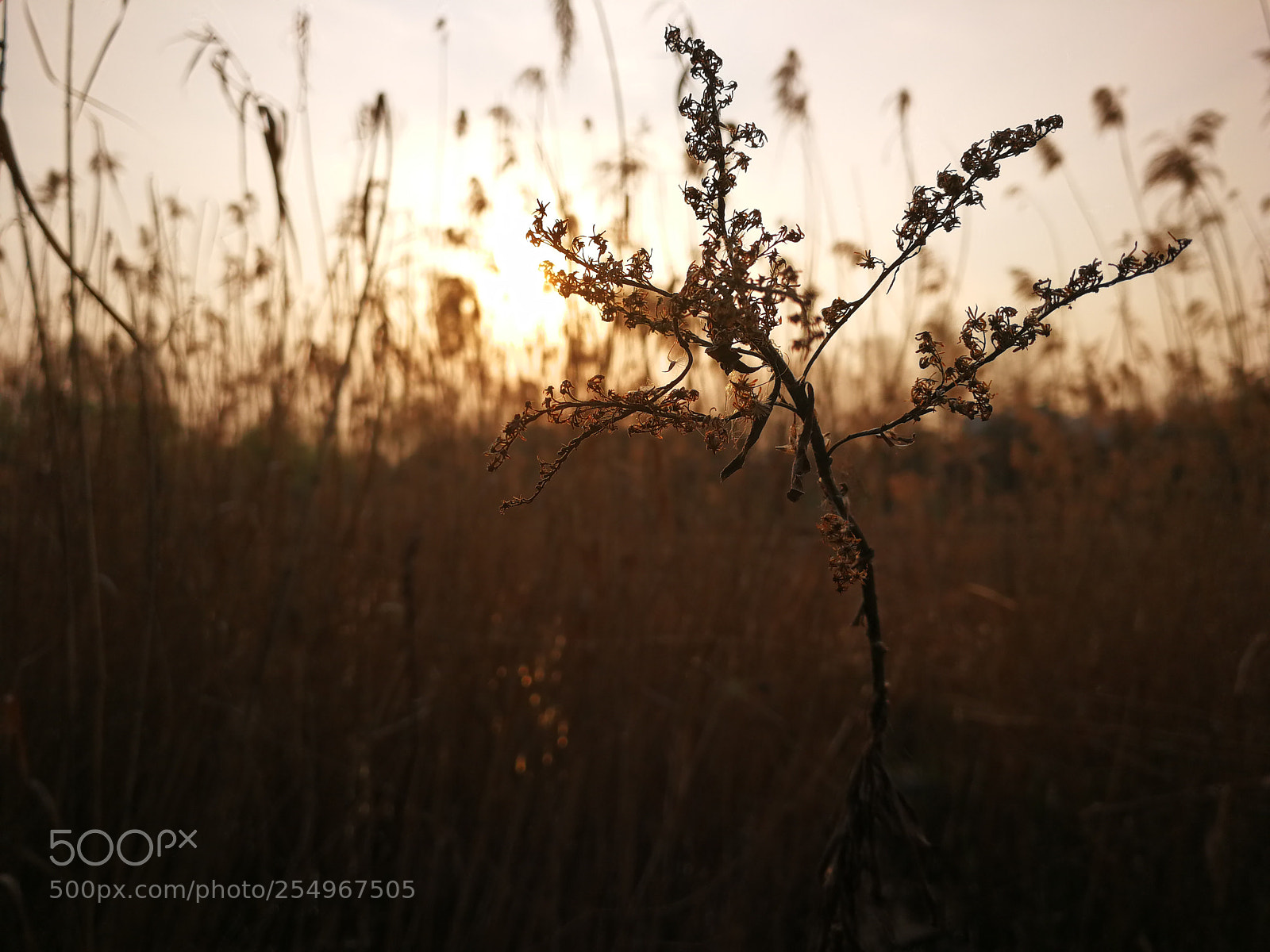 HUAWEI P10 sample photo. Untitled photography