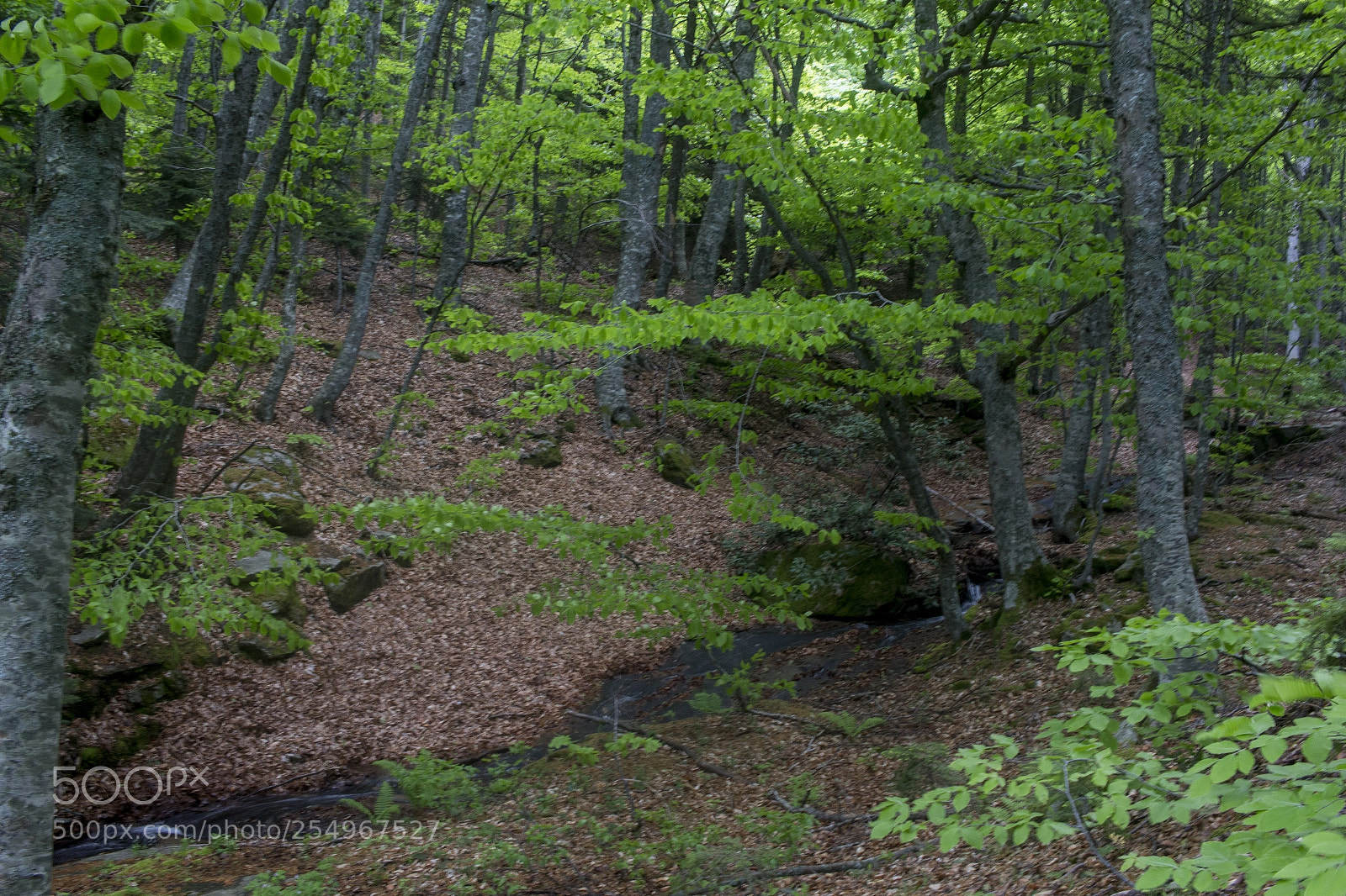Canon EOS 700D (EOS Rebel T5i / EOS Kiss X7i) sample photo. Mountain woods photography