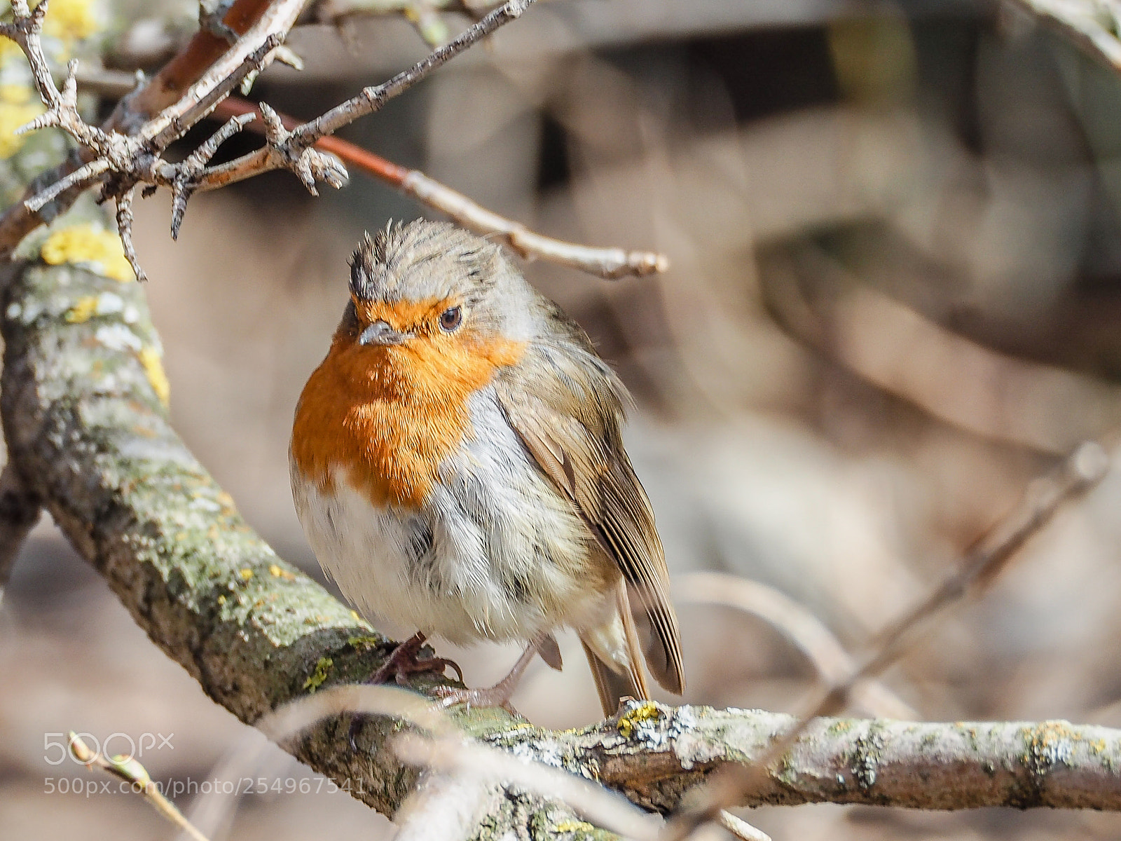Olympus OM-D E-M5 II sample photo. Birds have arrived photography