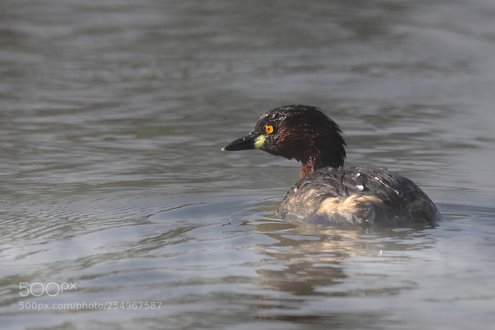 Canon EOS 7D Mark II sample photo. Little grebe photography