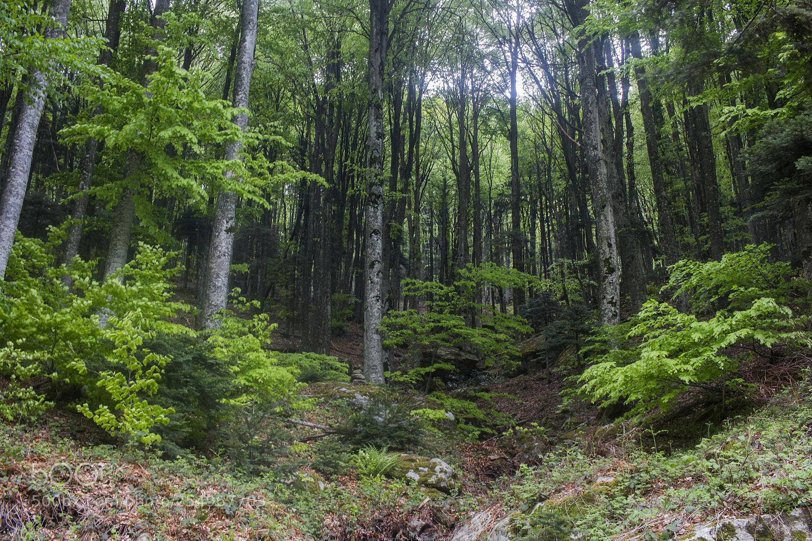 Canon EOS 700D (EOS Rebel T5i / EOS Kiss X7i) sample photo. Mountain woods photography