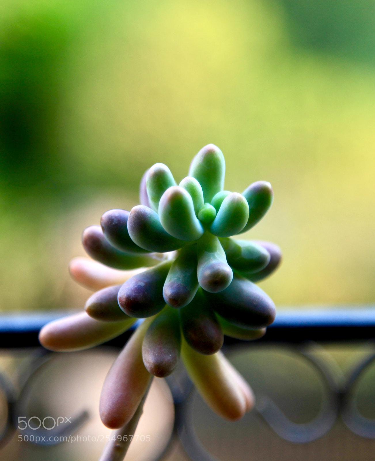 Canon EOS 5D Mark II sample photo. 2102734611.jpg photography