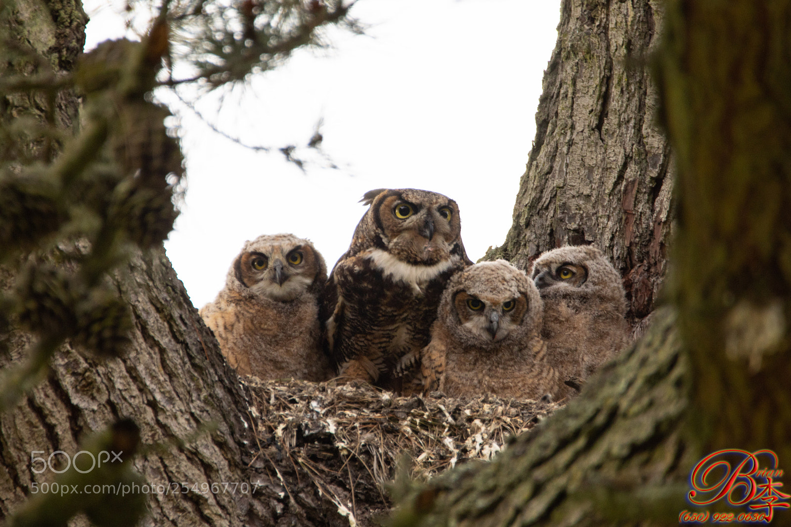 Canon EOS 5D Mark IV sample photo. Owls photography