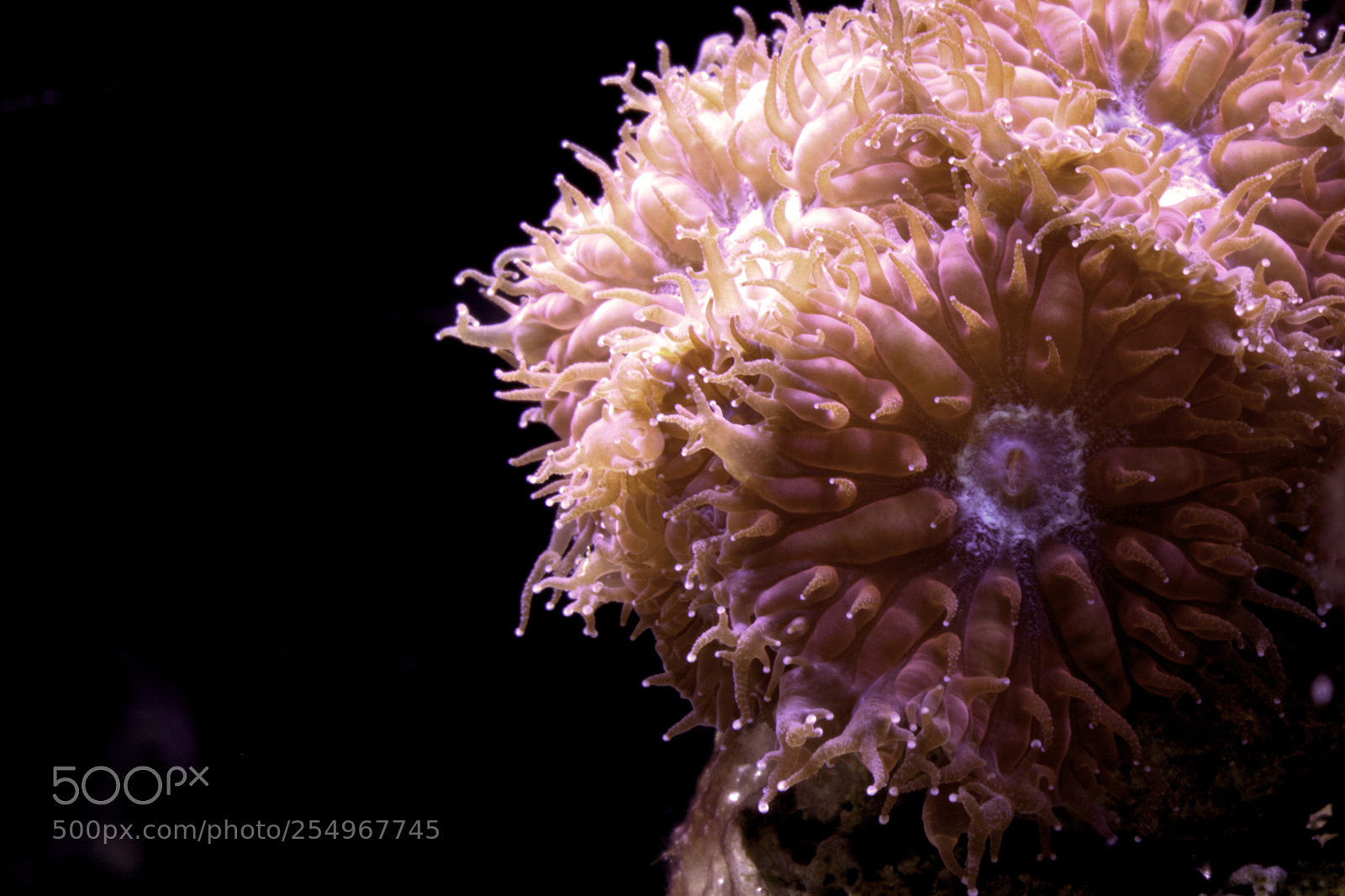 Canon EOS 760D (EOS Rebel T6s / EOS 8000D) sample photo. Blastomussa coral photography