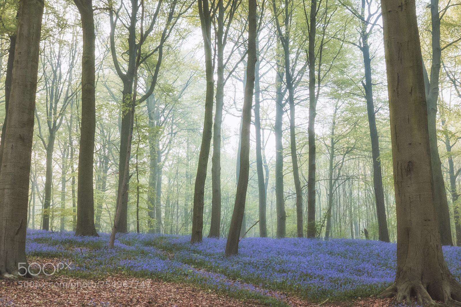 Canon EOS 750D (EOS Rebel T6i / EOS Kiss X8i) sample photo. Bluebell forest photography