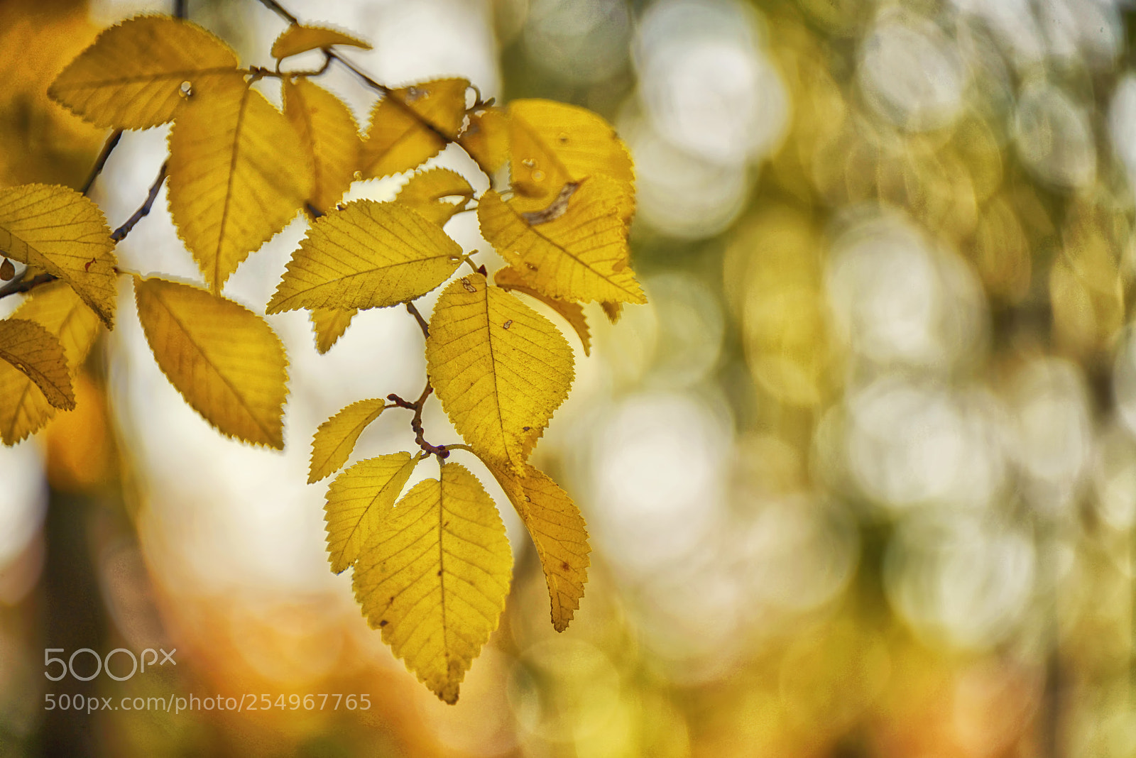 Nikon D800E sample photo. Autumn song photography