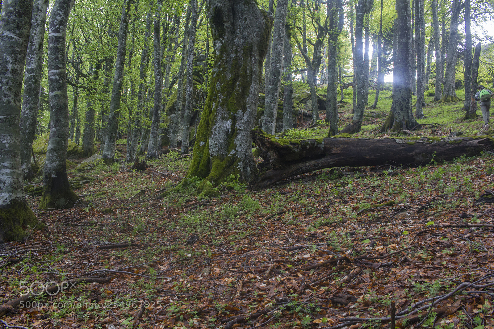 Canon EOS 700D (EOS Rebel T5i / EOS Kiss X7i) sample photo. Mountain woods photography