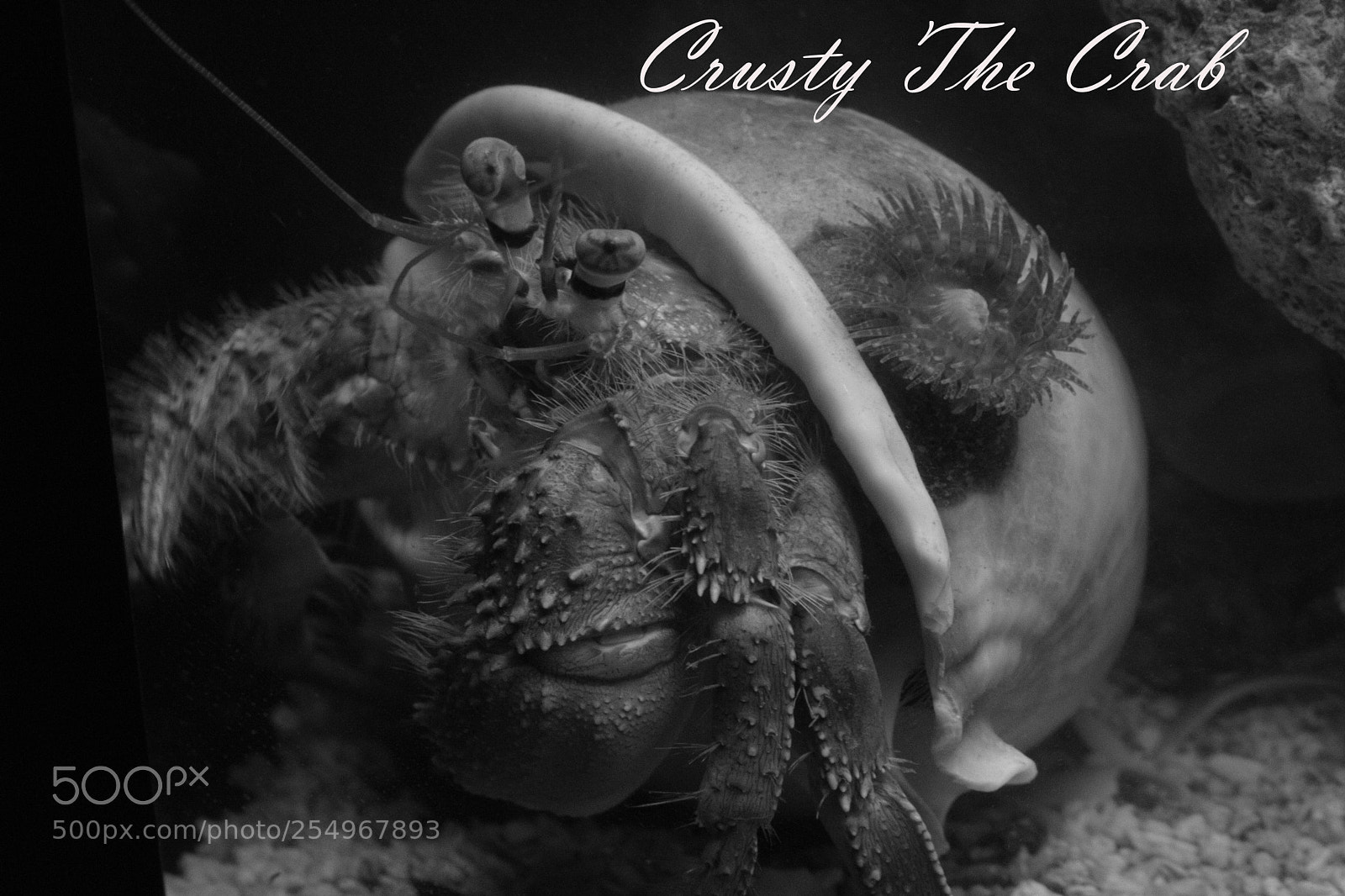 Canon EOS 760D (EOS Rebel T6s / EOS 8000D) sample photo. Black and white crusty photography