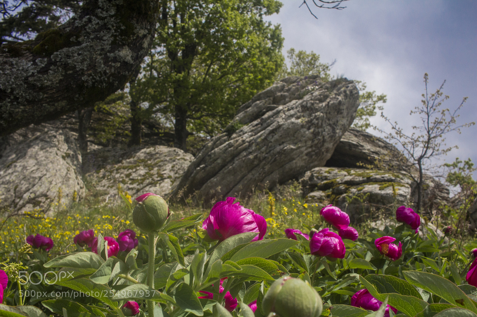 Canon EOS 700D (EOS Rebel T5i / EOS Kiss X7i) sample photo. Mountain flowers photography
