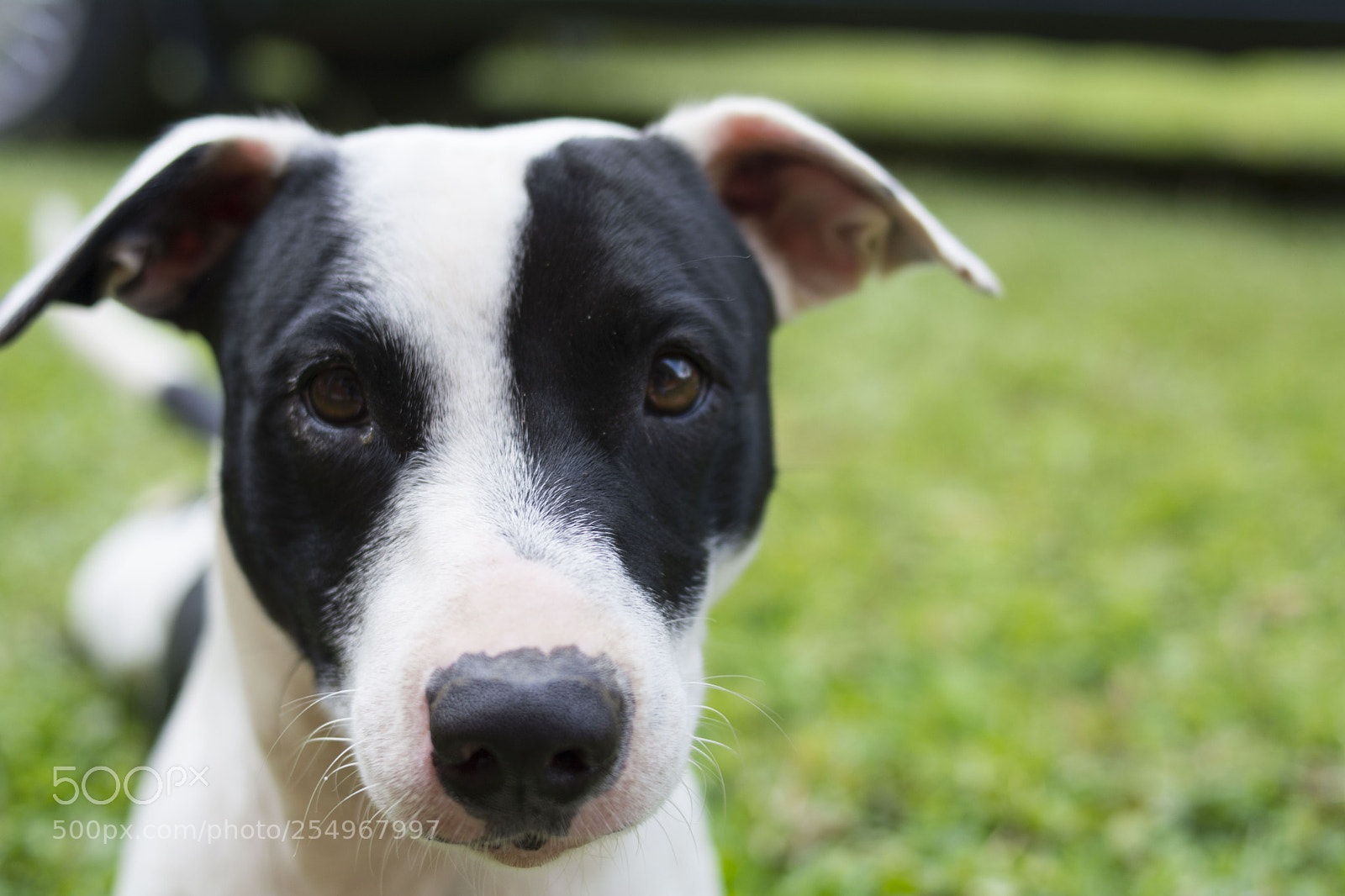 Nikon D5200 sample photo. ¡manchas! photography