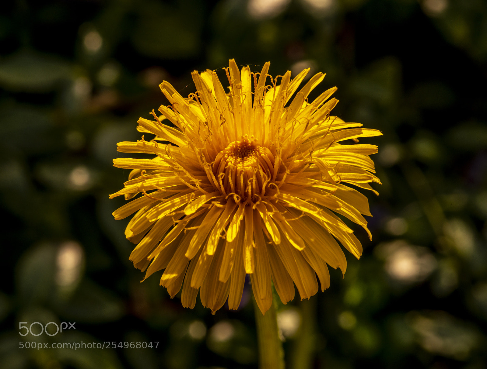 Nikon D800 sample photo. Little sun photography