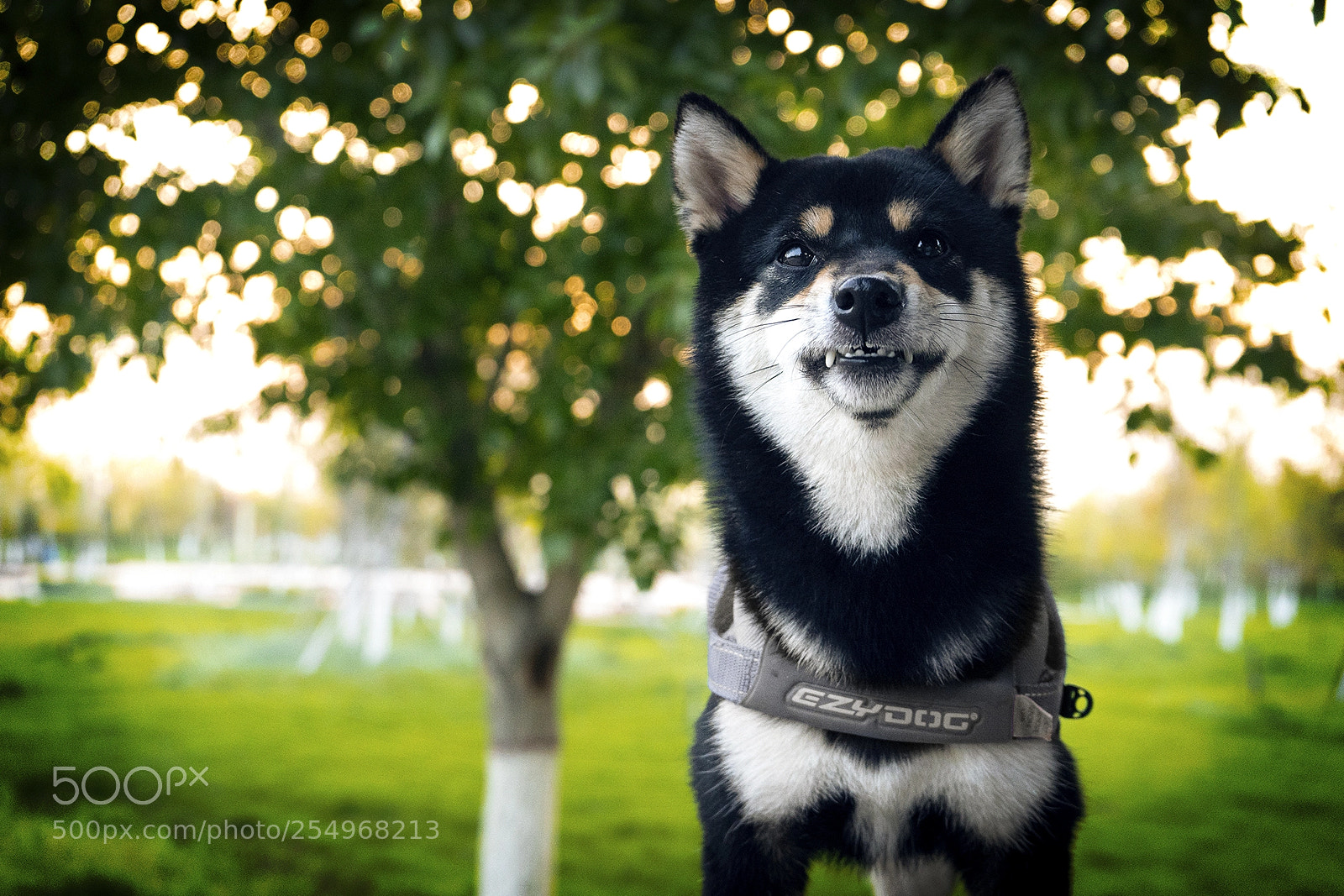 Sony a7 III sample photo. 每一只柴多少都有一点诡异的笑容 photography