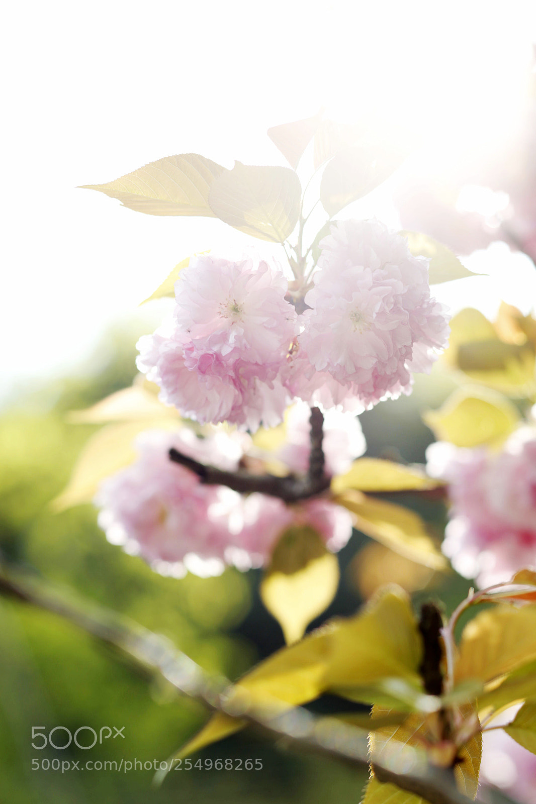 Canon EOS-1D X sample photo. Untitled photography