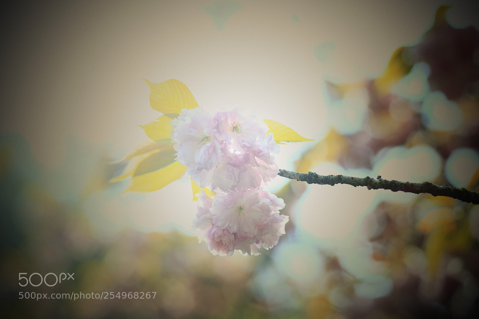Canon EOS-1D X sample photo. Untitled photography