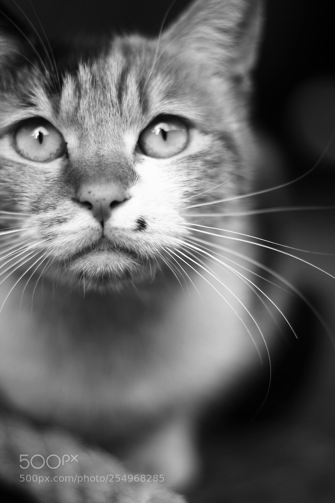 Canon EOS 550D (EOS Rebel T2i / EOS Kiss X4) sample photo. Stray cat photography