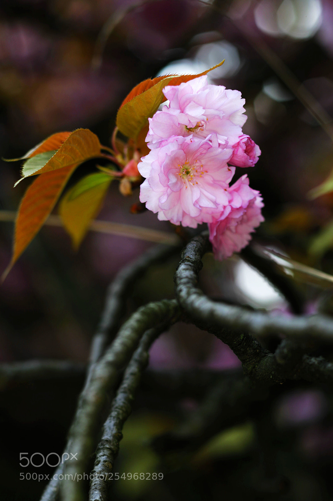 Canon EOS-1D X sample photo. Untitled photography