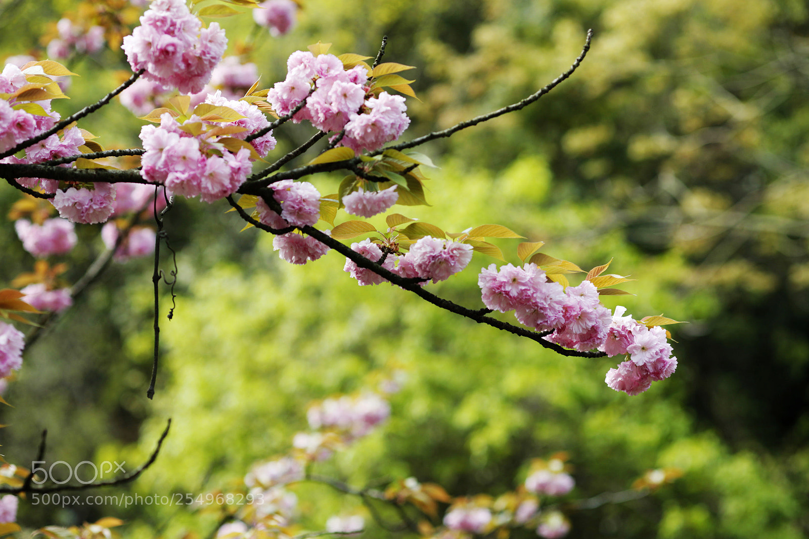 Canon EOS-1D X sample photo. Untitled photography