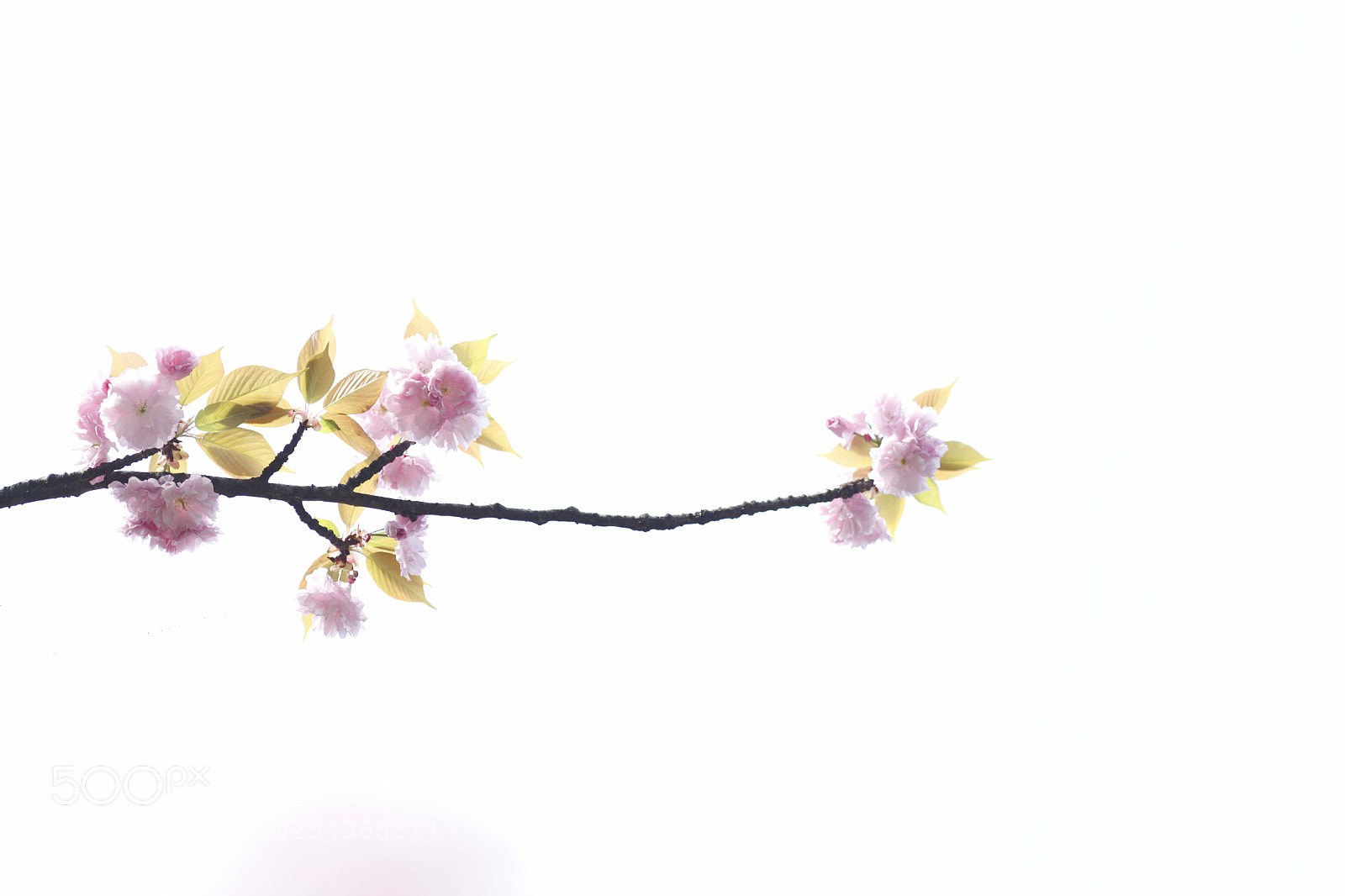Canon EOS-1D X sample photo. Untitled photography