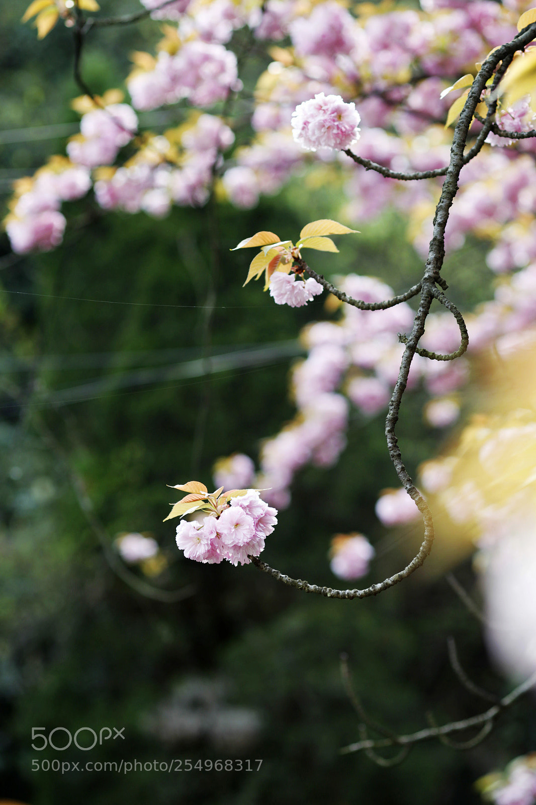 Canon EOS-1D X sample photo. Untitled photography