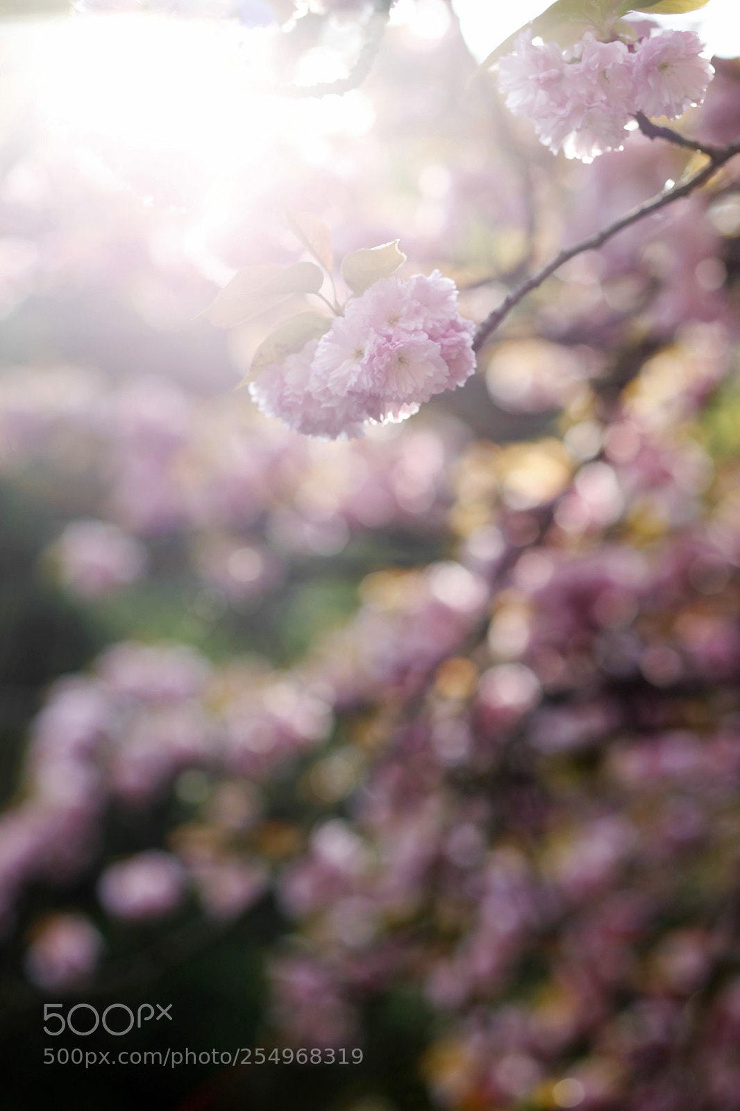 Canon EOS-1D X sample photo. Untitled photography