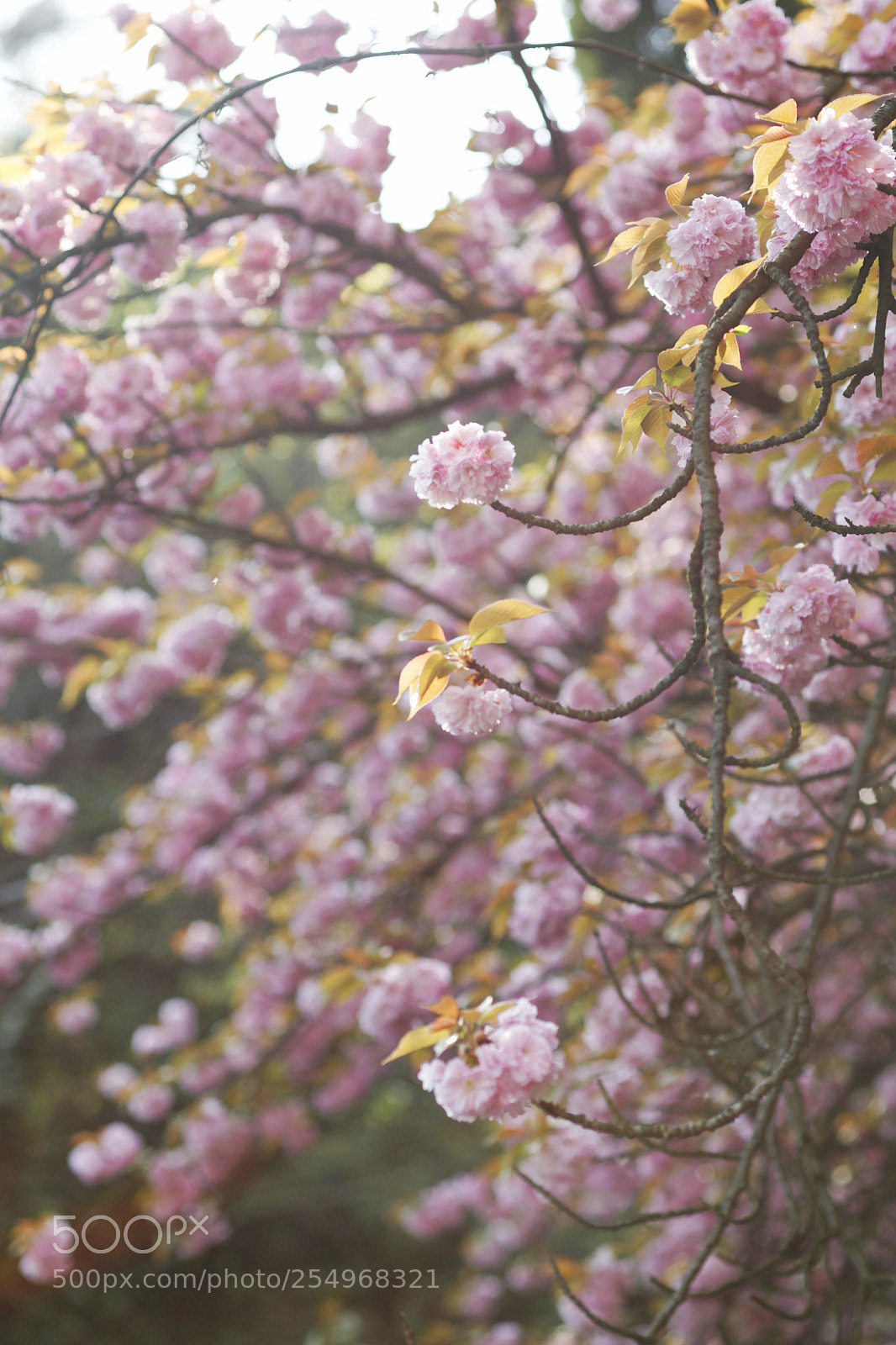 Canon EOS-1D X sample photo. Untitled photography