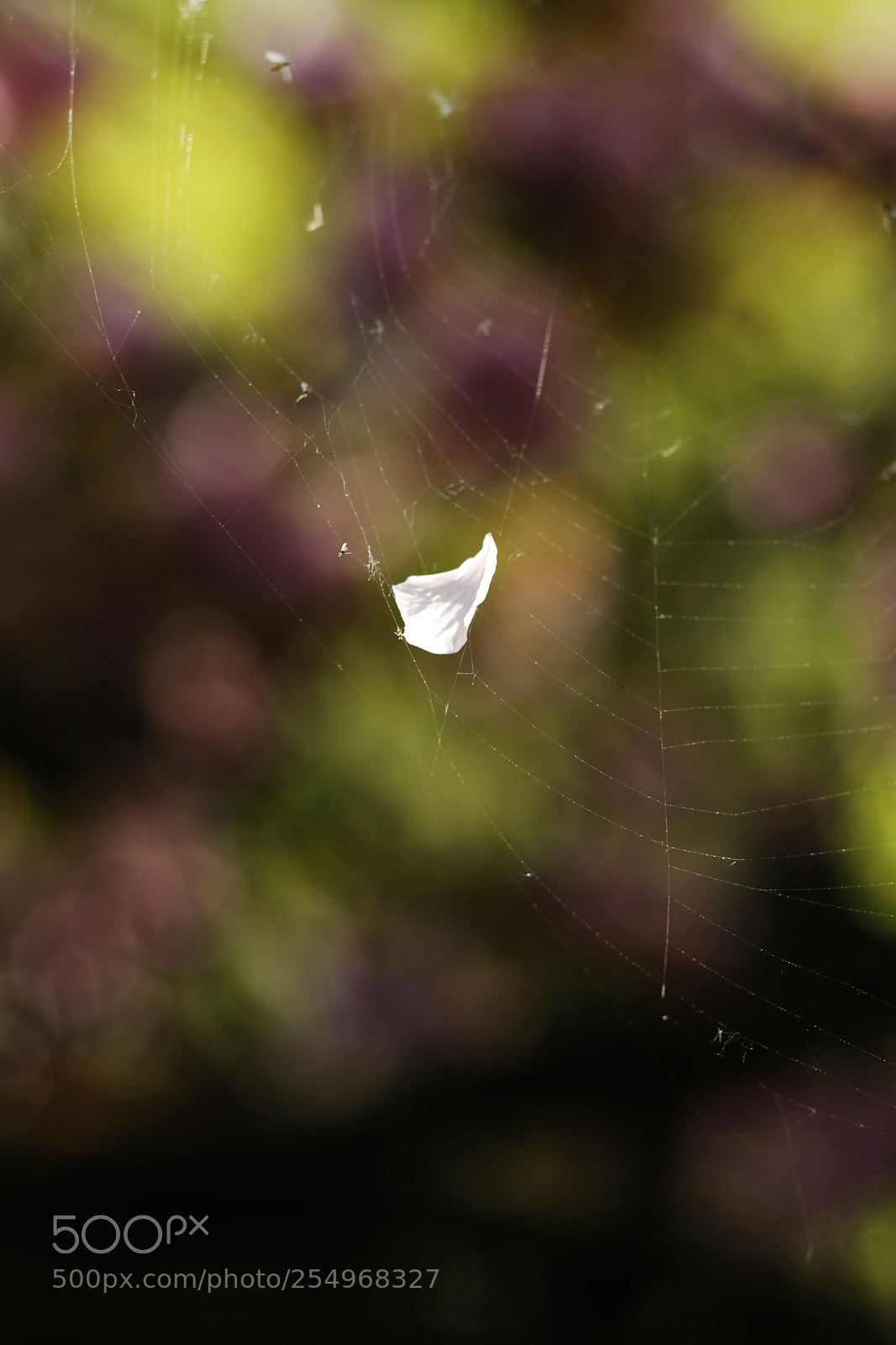 Canon EOS-1D X sample photo. Untitled photography