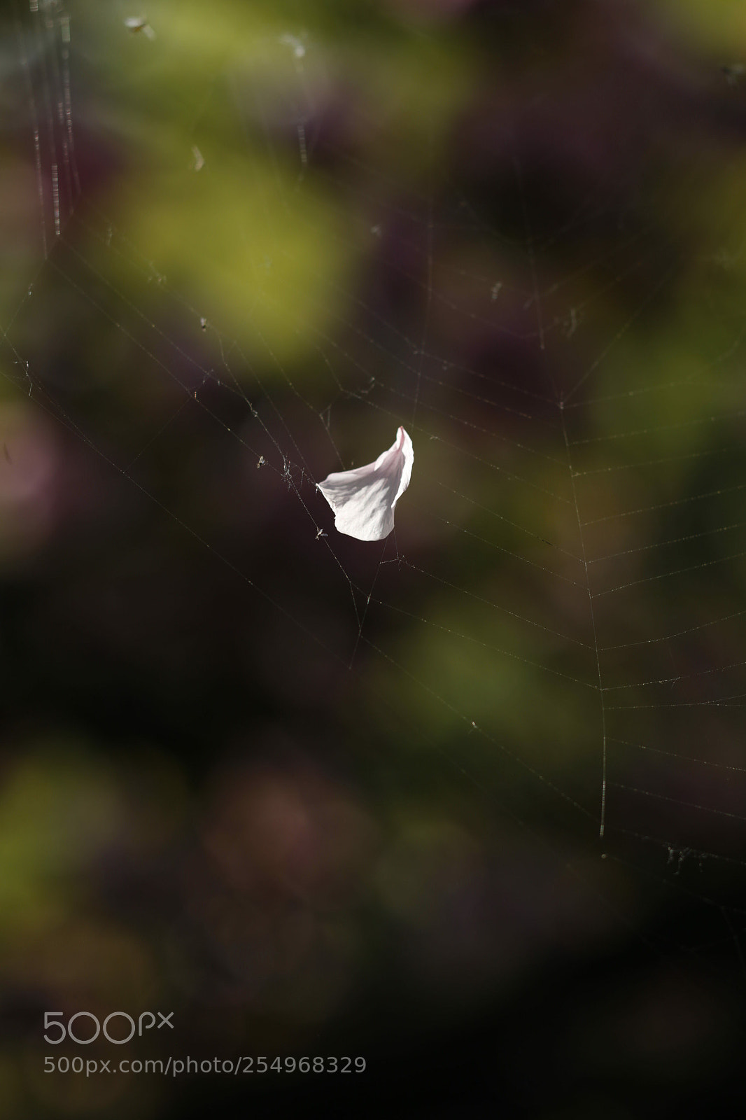Canon EOS-1D X sample photo. Untitled photography
