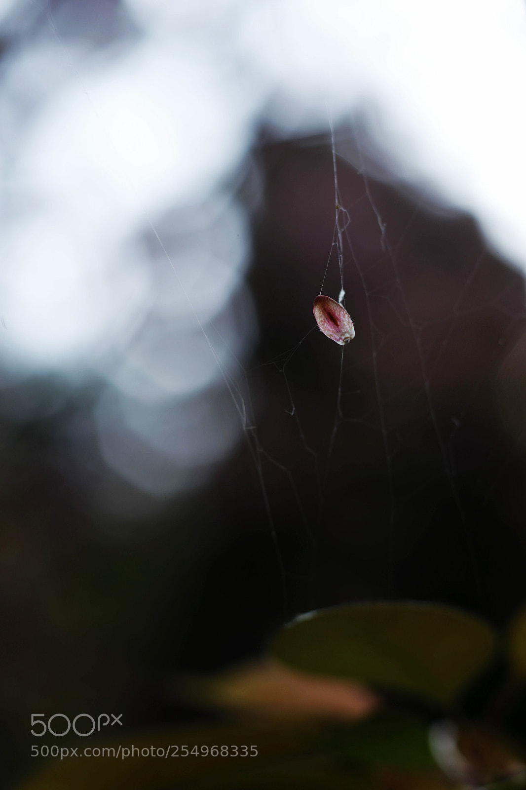 Canon EOS-1D X sample photo. Untitled photography