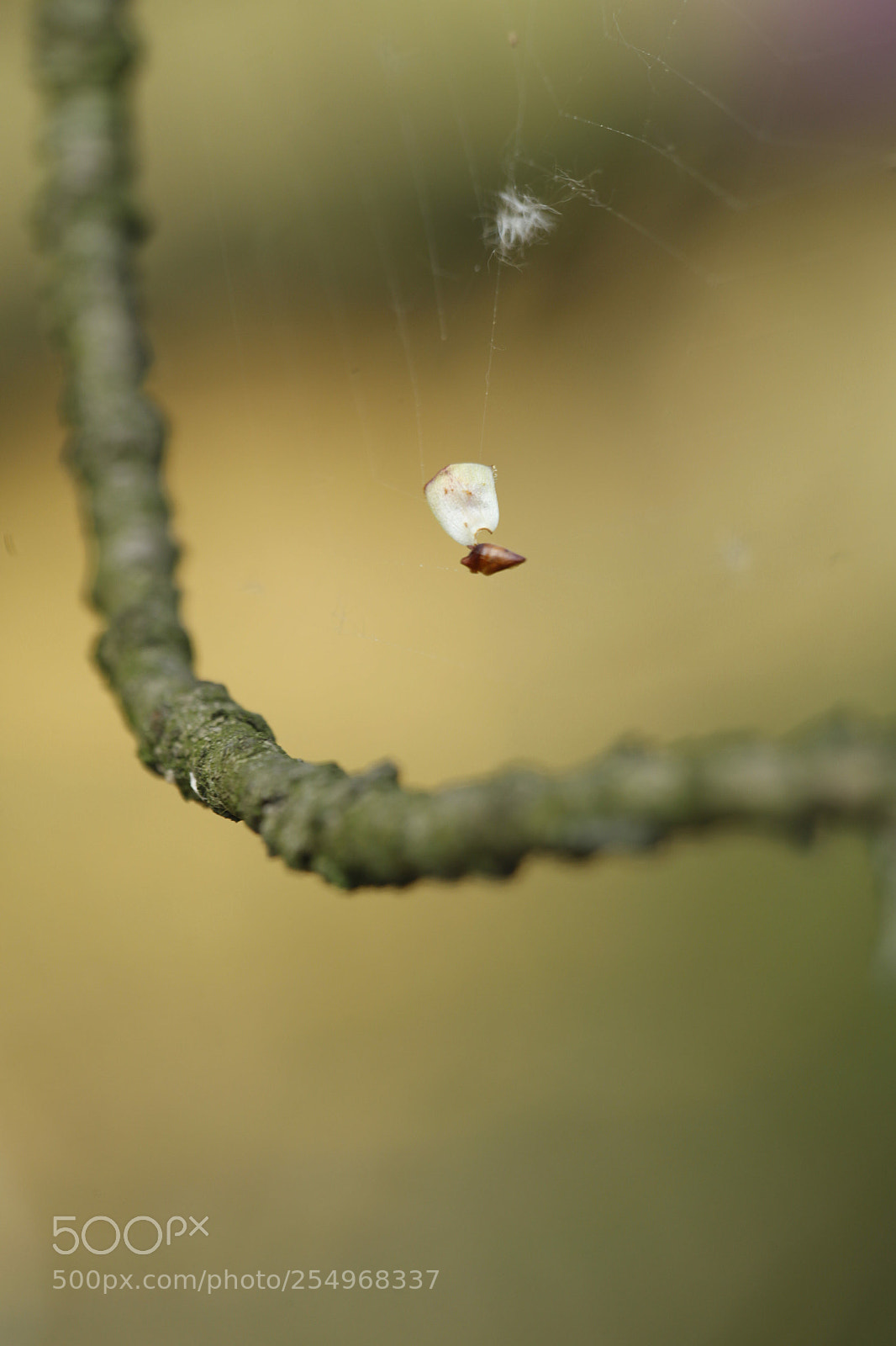 Canon EOS-1D X sample photo. Untitled photography