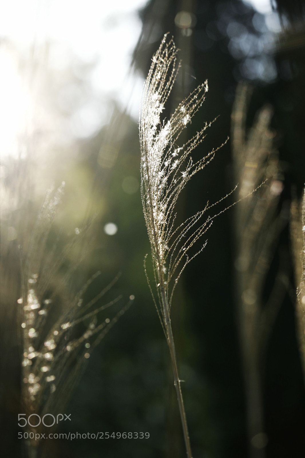Canon EOS-1D X sample photo. Untitled photography