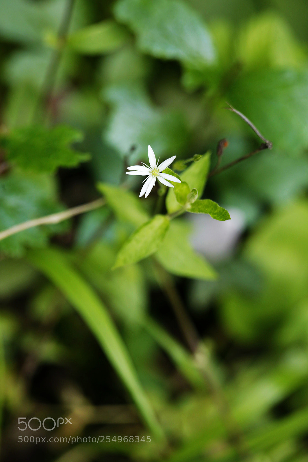 Canon EOS-1D X sample photo. Untitled photography