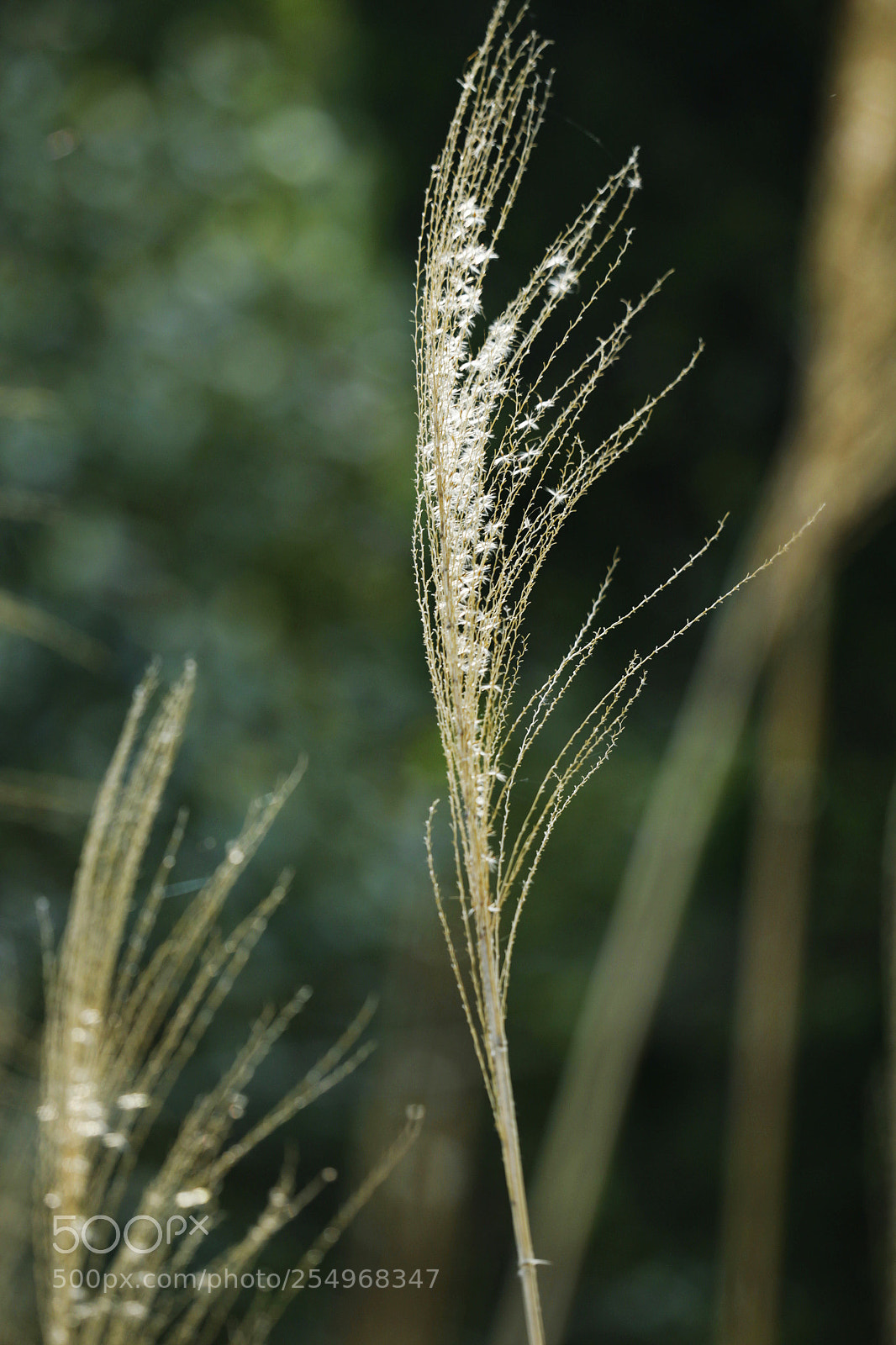 Canon EOS-1D X sample photo. Untitled photography