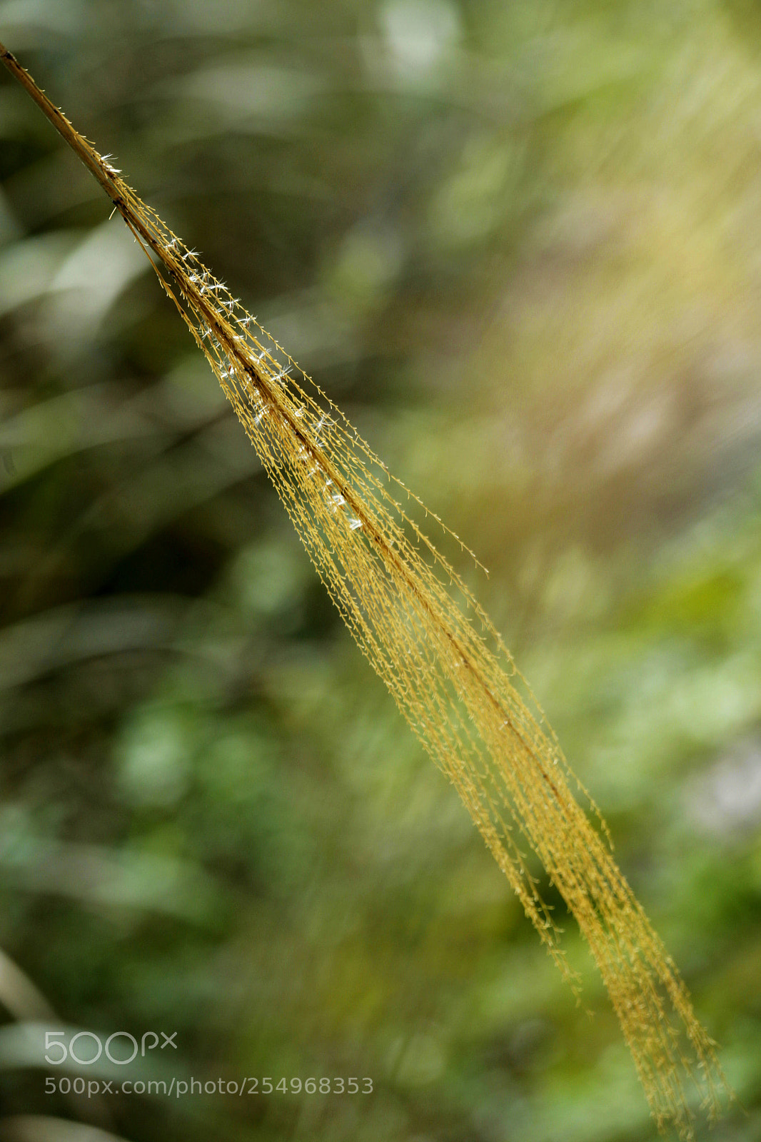 Canon EOS-1D X sample photo. Untitled photography