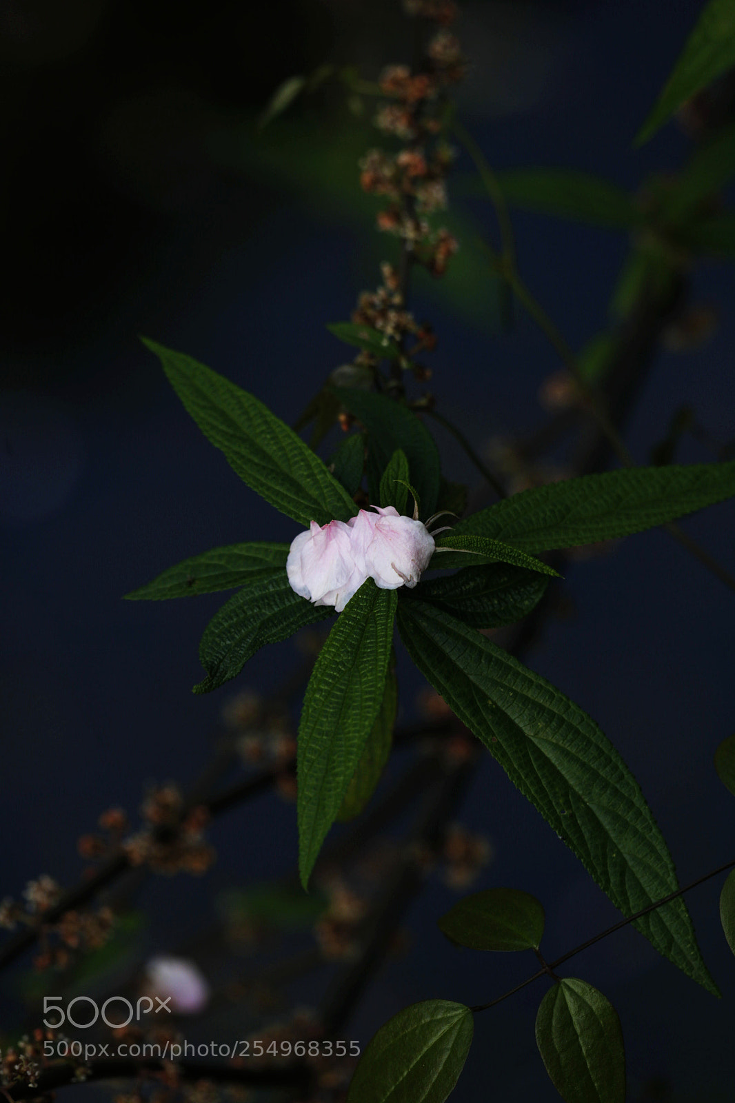 Canon EOS-1D X sample photo. Untitled photography