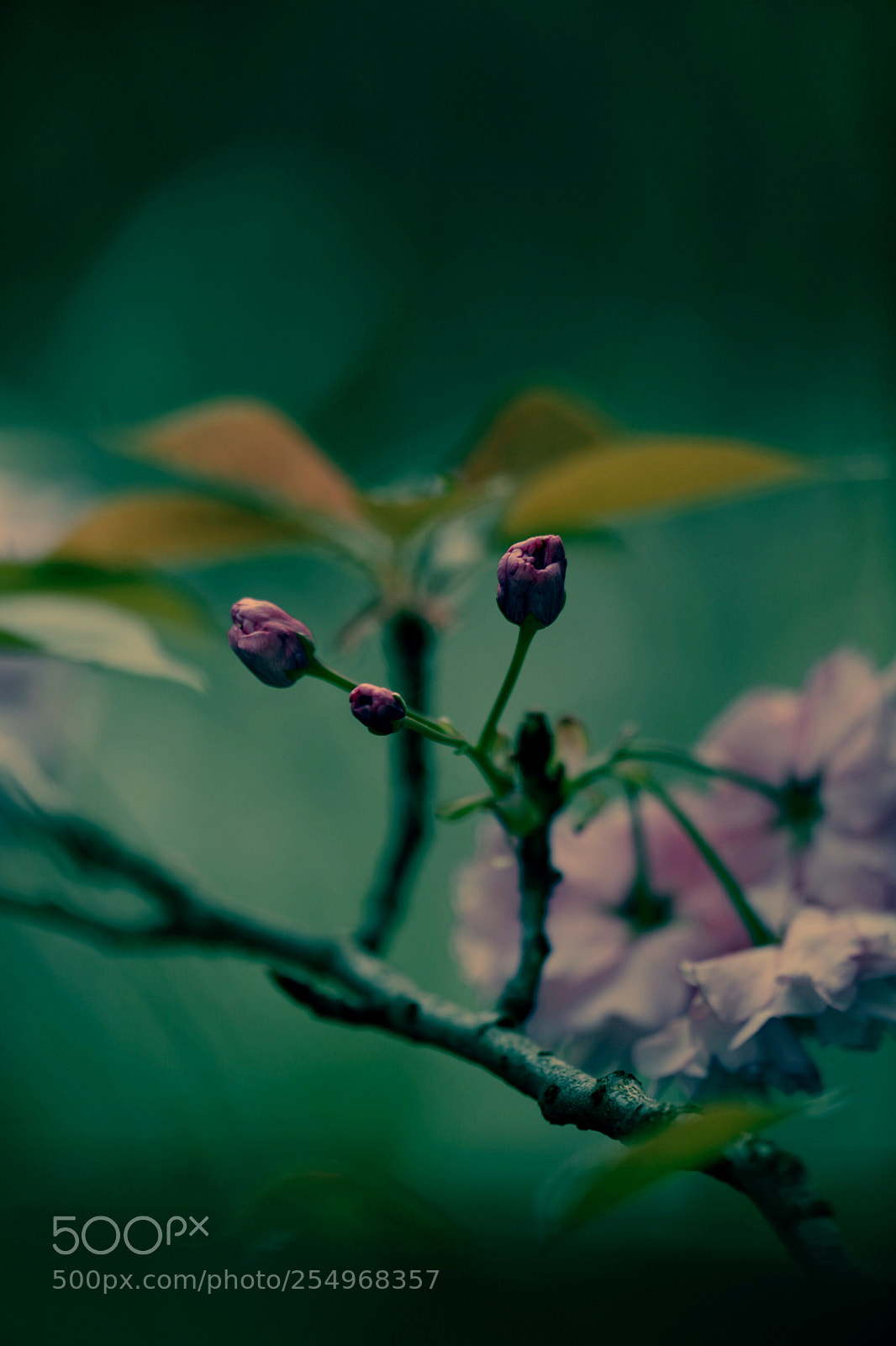 Canon EOS-1D X sample photo. Untitled photography
