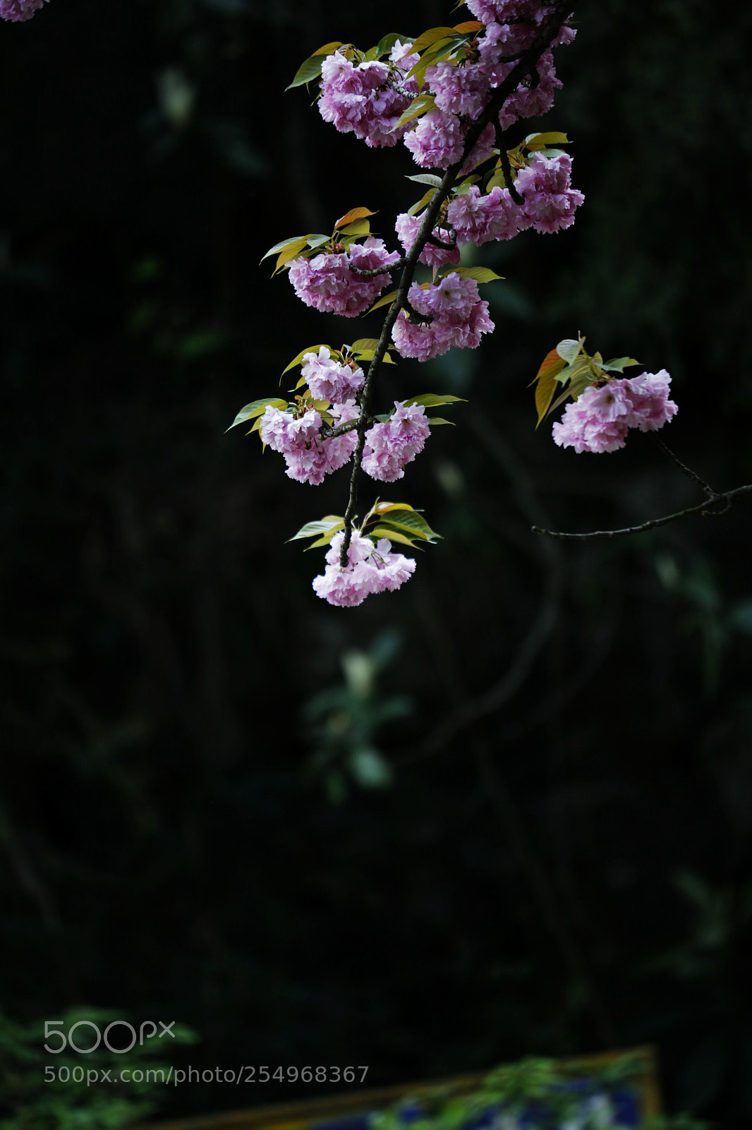 Canon EOS-1D X sample photo. Untitled photography