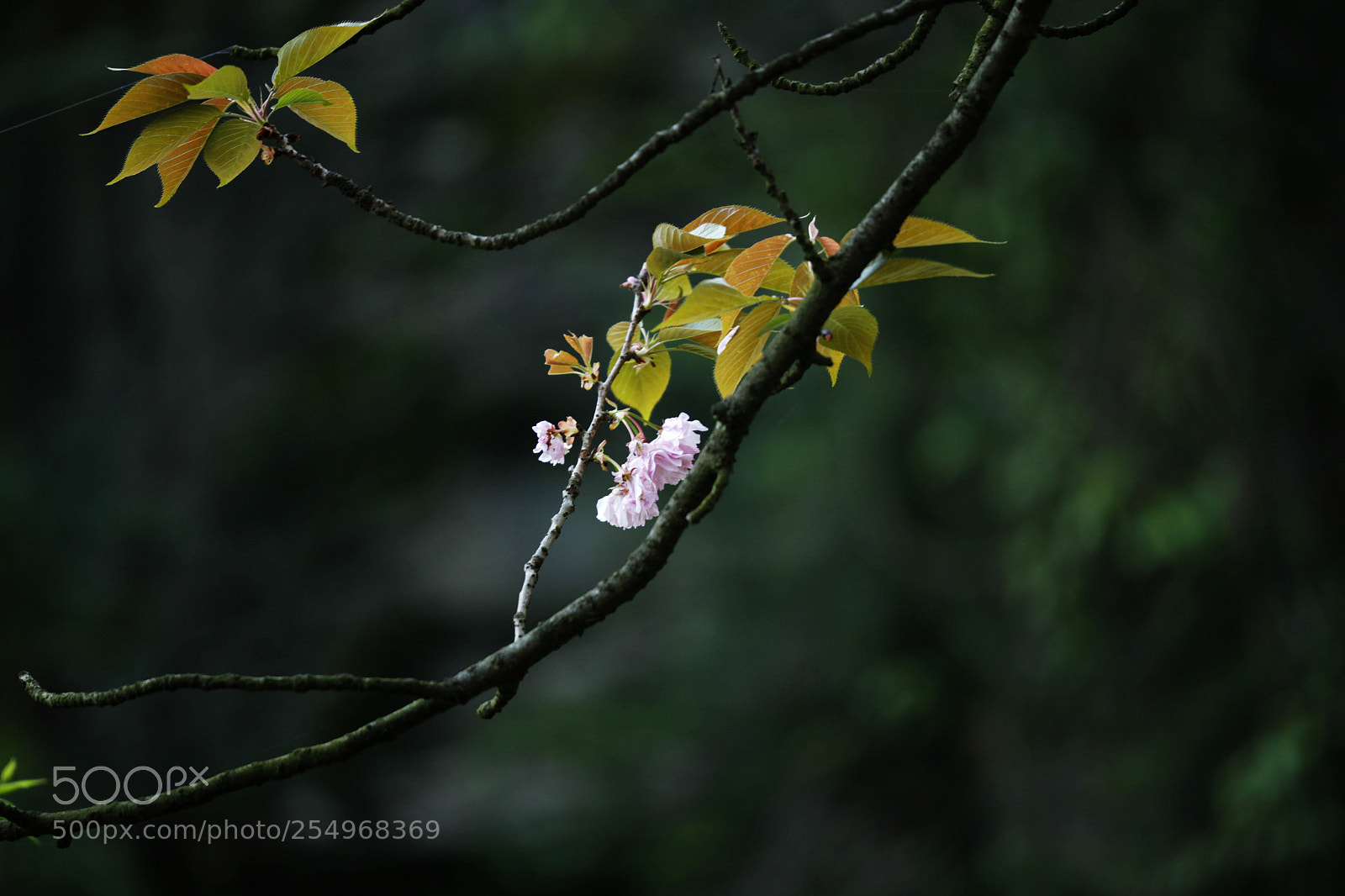 Canon EOS-1D X sample photo. Untitled photography