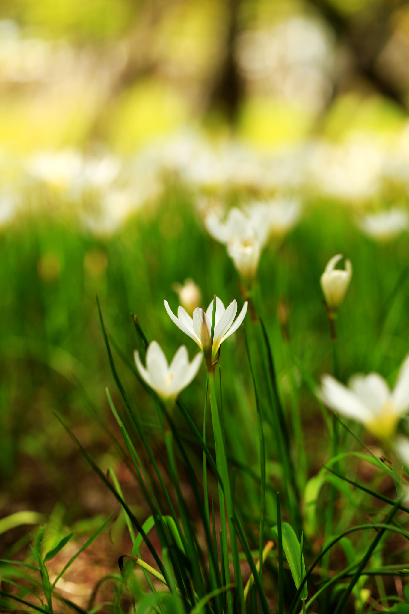 Canon EF 100mm F2.8L Macro IS USM sample photo. 副本 photography