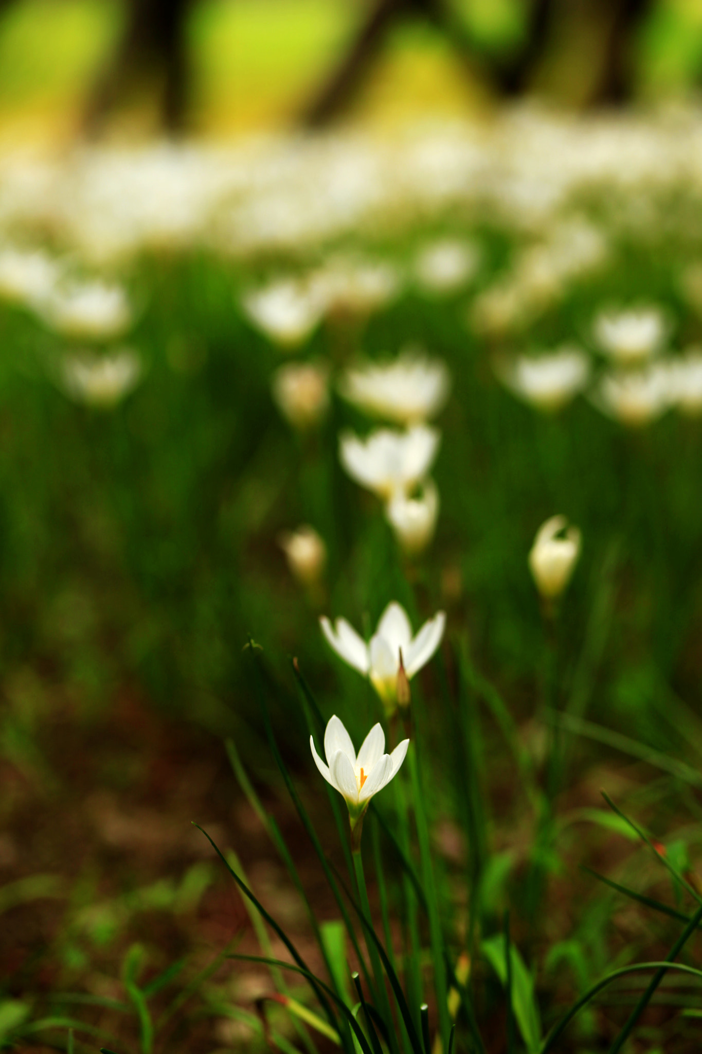 Canon EF 100mm F2.8L Macro IS USM sample photo. 副本 photography